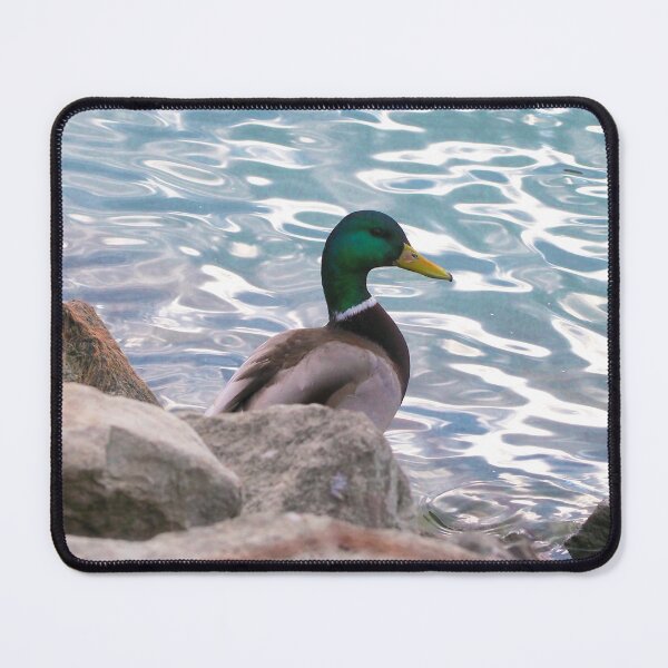 Item preview, A Mallard Duck Resting On a Rock designed and sold by BackyardBirder.