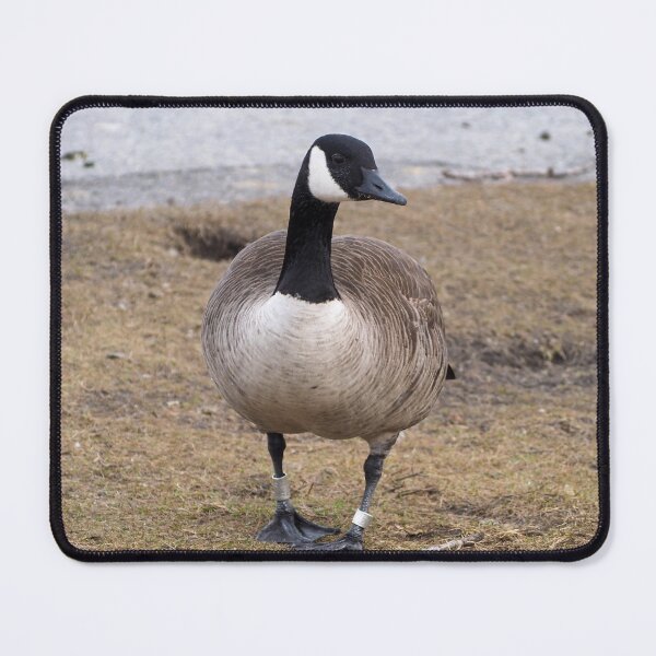 Item preview, Canada Goose Standing designed and sold by BackyardBirder.