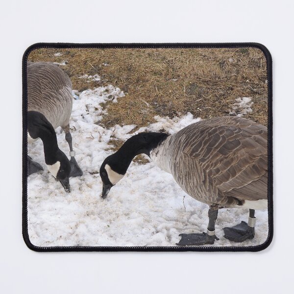 Item preview, Two Canada Geese Eating Snow designed and sold by BackyardBirder.