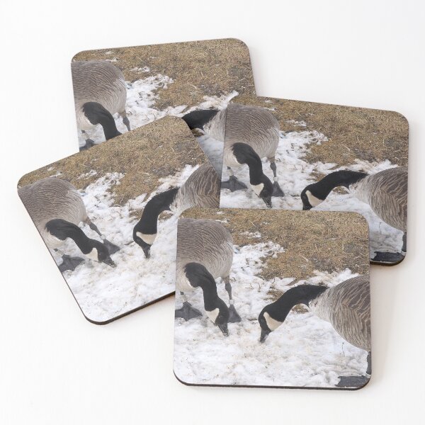 Item preview, Two Canada Geese Eating Snow designed and sold by BackyardBirder.