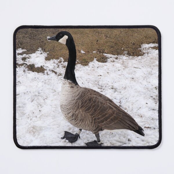 Item preview, A Canada Goose Walking On Snow designed and sold by BackyardBirder.