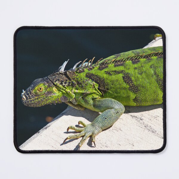 Item preview, Gorgeous Green Iguana designed and sold by HMBPHOTO.