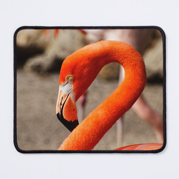 Item preview, American Flamingo designed and sold by HMBPHOTO.