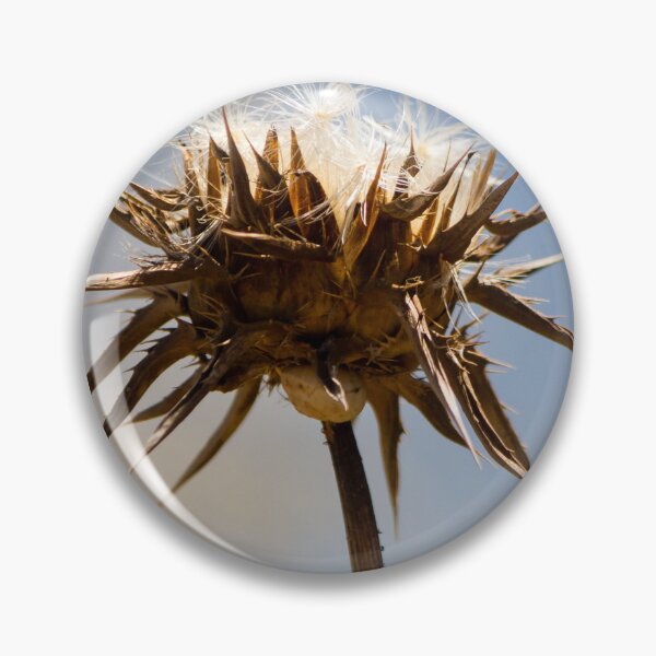 Item preview, Sunlit Dried Thistle Seed Head Against Blue Sky — Spiky Wildflower Macro Autumn Detail designed and sold by Nmallia.
