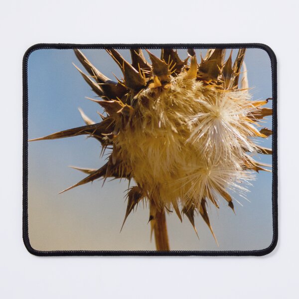 Item preview, Sunlit Dried Thistle Seed Head Against Blue Sky — Spiky Wildflower Macro Autumn Detail designed and sold by Nmallia.