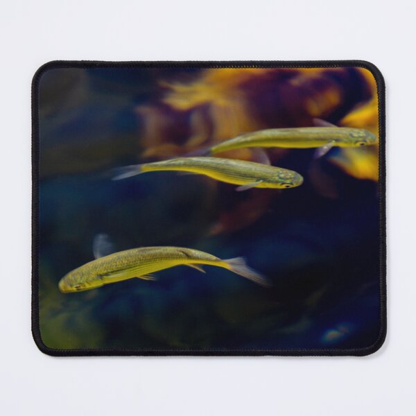 Item preview, Small Tropical Fish Swimming In Aquarium With Yellow Coral Background And Grouping designed and sold by Nmallia.