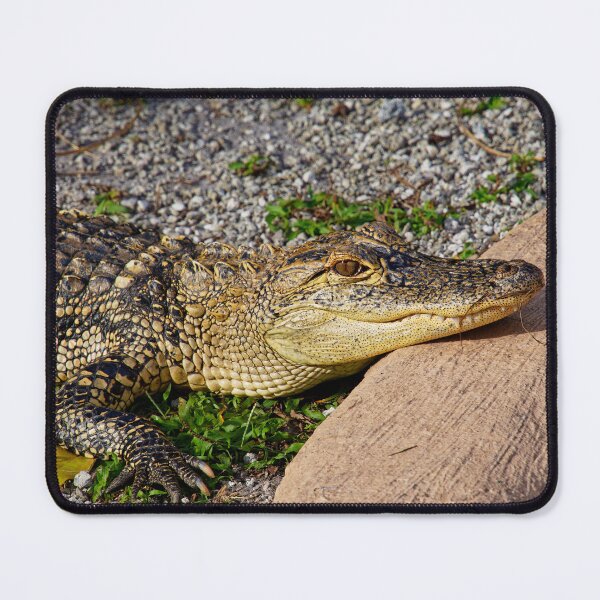 Item preview, American Alligator designed and sold by HMBPHOTO.