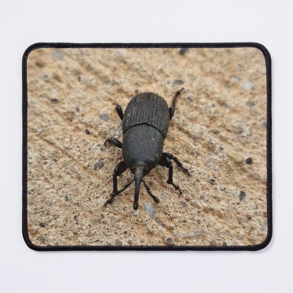Item preview, Black beetle  designed and sold by Courtney Croxall.