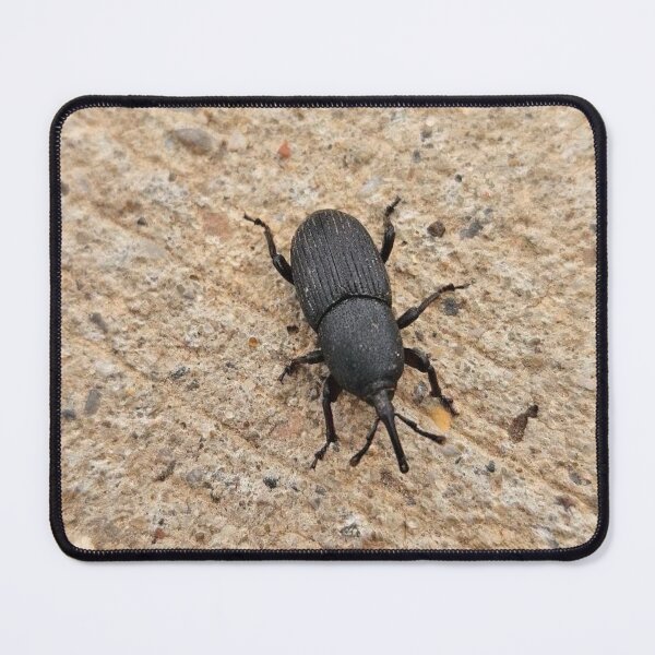 Item preview, Black beetle  designed and sold by Courtney Croxall.