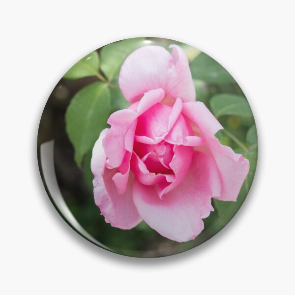 Item preview, Solitary Rosebud Unfurling in Soft Baby Pink designed and sold by Georgia Mizuleva.