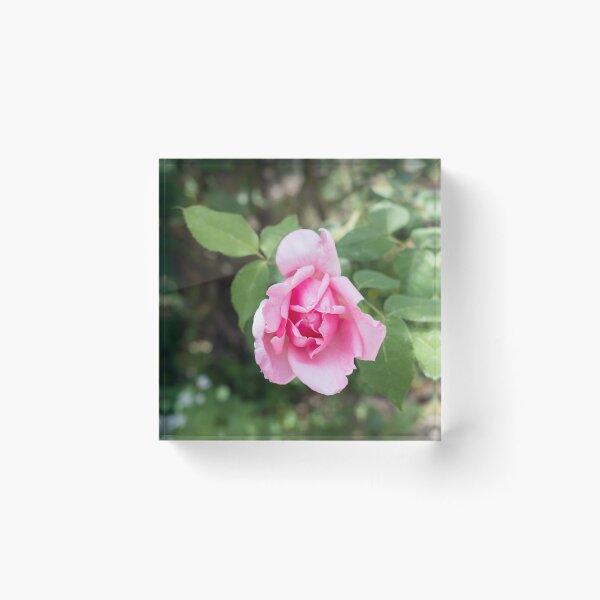 Item preview, Solitary Rosebud Unfurling in Soft Baby Pink designed and sold by Georgia Mizuleva.