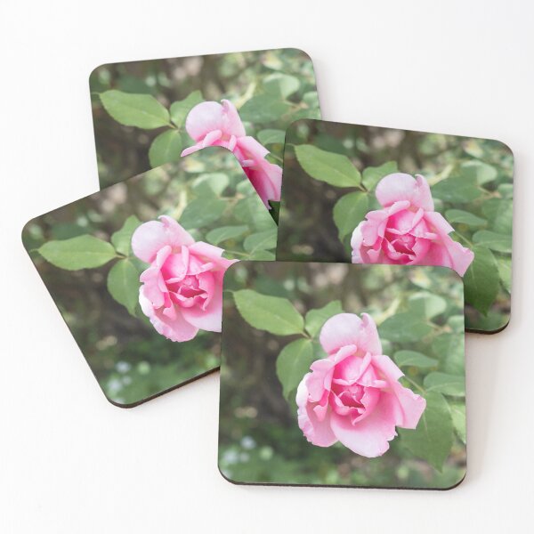 Item preview, Solitary Rosebud Unfurling in Soft Baby Pink designed and sold by Georgia Mizuleva.