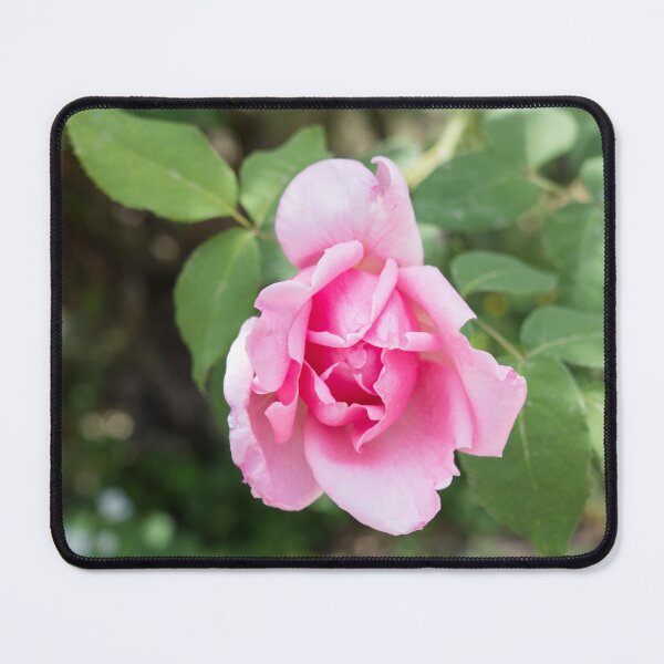 Item preview, Solitary Rosebud Unfurling in Soft Baby Pink designed and sold by Georgia Mizuleva.
