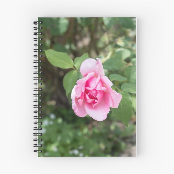 Item preview, Solitary Rosebud Unfurling in Soft Baby Pink designed and sold by Georgia Mizuleva.