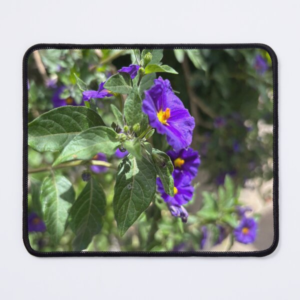 Item preview, Purple Potato Bush designed and sold by 55synonyms.