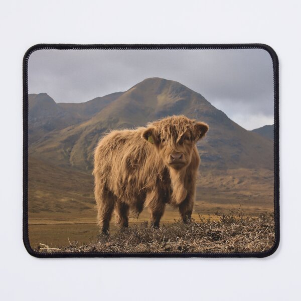 Item preview, Little Highlander | Scottish Highland Cow Calf in Autumn designed and sold by Cissa King Photography.
