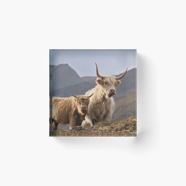 Item preview, Side by Side; Highland Cows in Autumnal Scottish Highlands Setting designed and sold by Cissa King Photography.