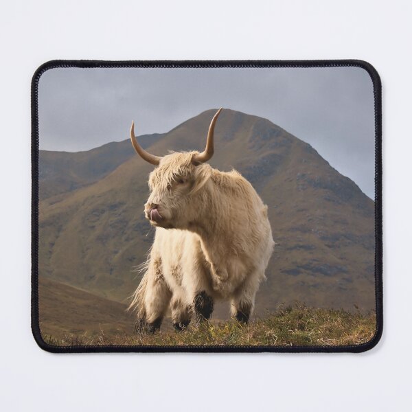 Item preview, High on the Hill; White Highland Cow in Scottish Highlands Setting designed and sold by Cissa King Photography.