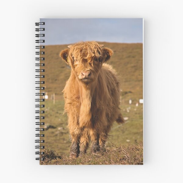 Item preview, Cría de vaca de las Tierras Altas, primer plano designed and sold by Cissa King Photography.