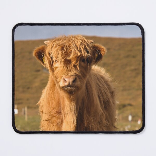 Item preview, Baby Highland Cow, Close-Up designed and sold by Cissa King Photography.