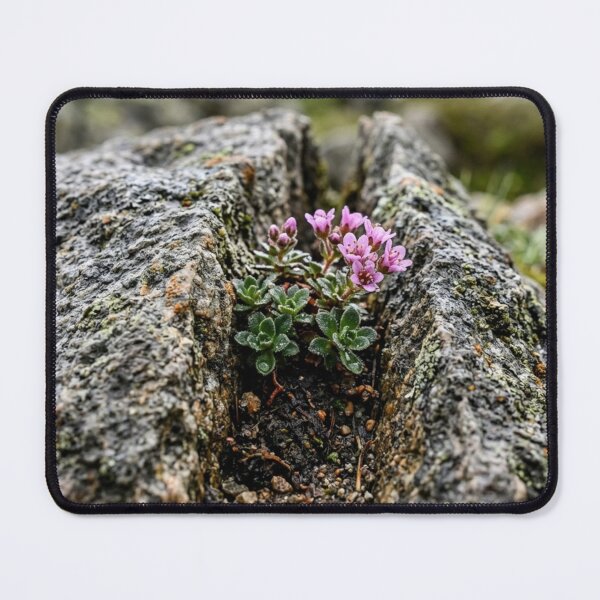 Item preview, Split stone with a small plant designed and sold by Malisa345.