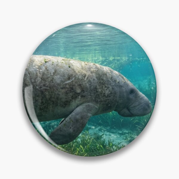 Item preview, Manatee underwater, side view designed and sold by Malisa345.
