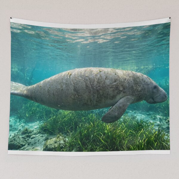 Item preview, Manatee underwater, side view designed and sold by Malisa345.
