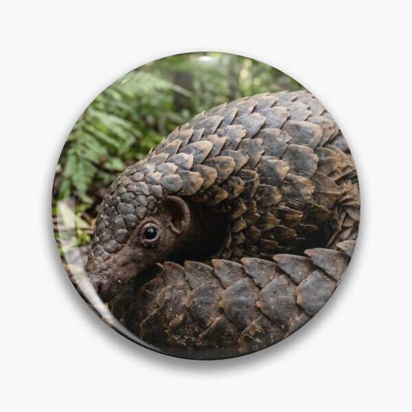 Item preview, Pangolin partially coiled designed and sold by Malisa345.