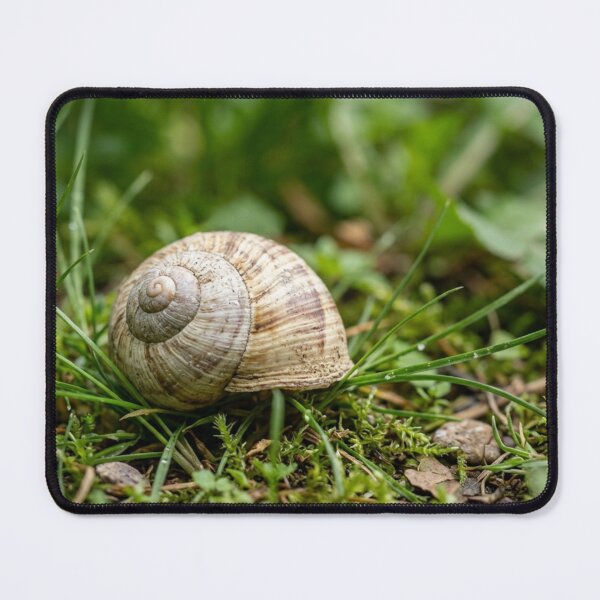 Item preview, Empty snail shell in the grass designed and sold by Malisa345.