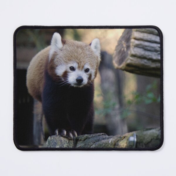 Item preview, Curious Red Panda designed and sold by Beti Photography.