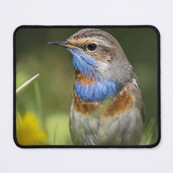 Item preview, Red Spotted Bluethroat designed and sold by LaurenTucker.