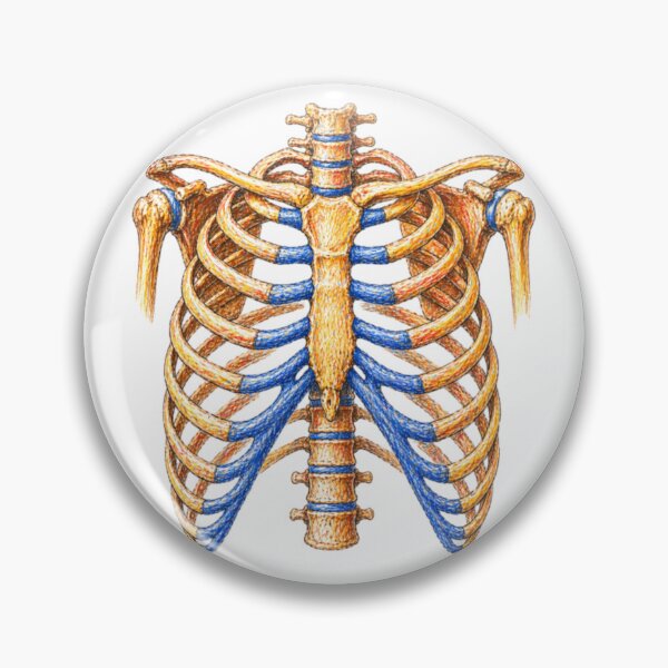 Item preview, Anatomical rib cage – Skeleton illustration designed and sold by JOANNASKAH.