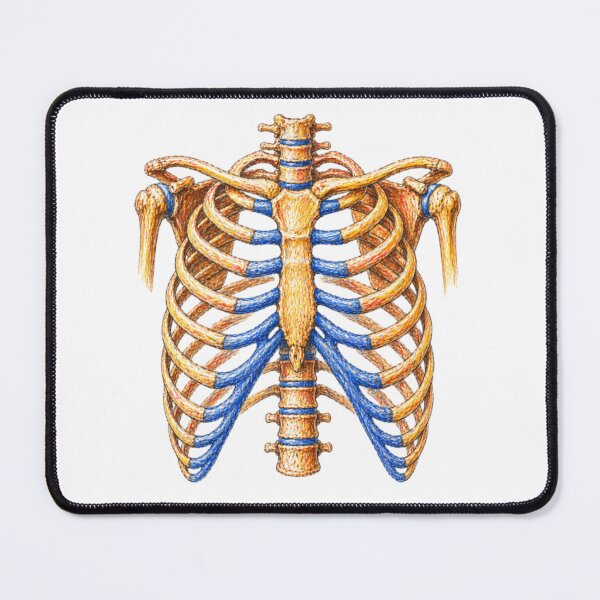 Item preview, Anatomical rib cage – Skeleton illustration designed and sold by JOANNASKAH.