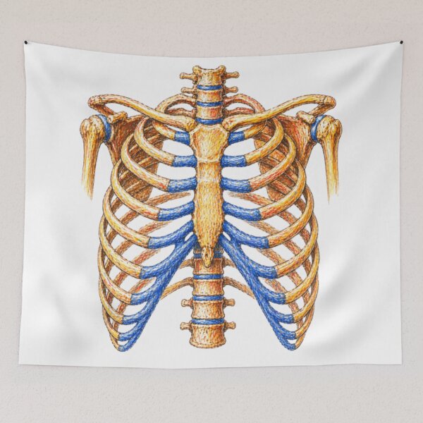 Item preview, Anatomical rib cage – Skeleton illustration designed and sold by JOANNASKAH.