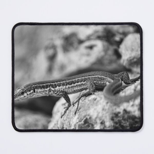 Item preview, Black and White Close-Up of a Lizard on Rocky Surface Showing Reptile Texture and Camouflage designed and sold by Nmallia.