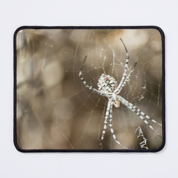Item preview, Striped Orb Weaver Spider Resting in Intricate Web With Blurred Natural Background designed and sold by Nmallia.