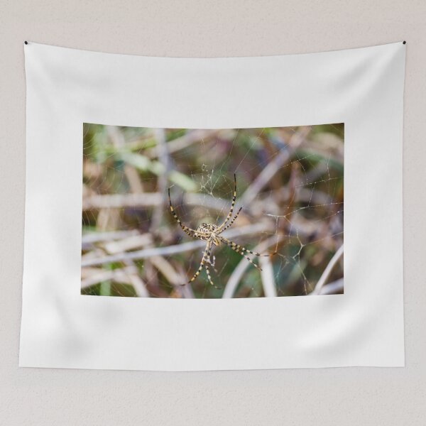 Item preview, Striped Garden Spider Resting in Web Among Grass With Blurred Natural Background Close-Up designed and sold by Nmallia.