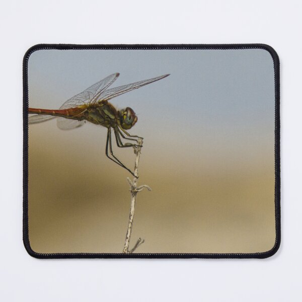 Item preview, Red Dragonfly Perched on Dry Twig Over Blurred Natural Background Macro Insect Close-Up designed and sold by Nmallia.