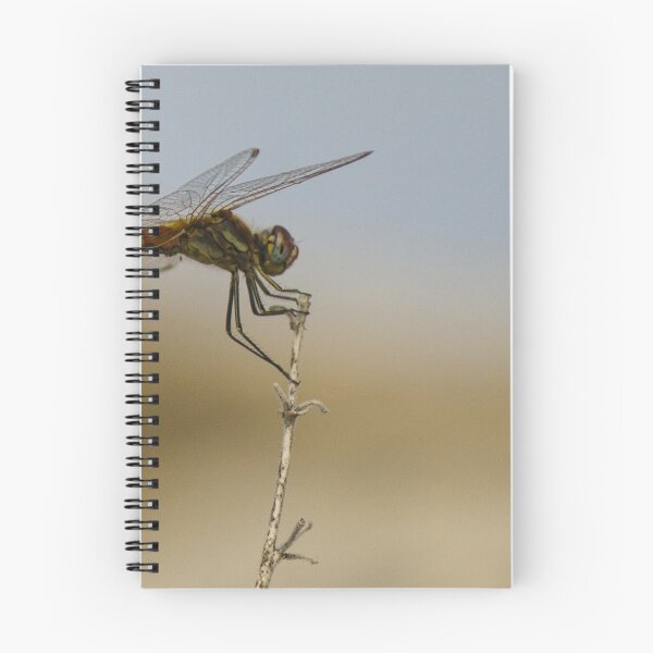 Item preview, Red Dragonfly Perched on Dry Twig Over Blurred Natural Background Macro Insect Close-Up designed and sold by Nmallia.