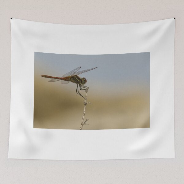 Item preview, Red Dragonfly Perched on Dry Twig Over Blurred Natural Background Macro Insect Close-Up designed and sold by Nmallia.