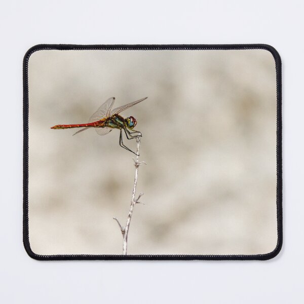 Item preview, Red Dragonfly Perched On Dry Stem Macro Closeup Over Soft Neutral Background designed and sold by Nmallia.