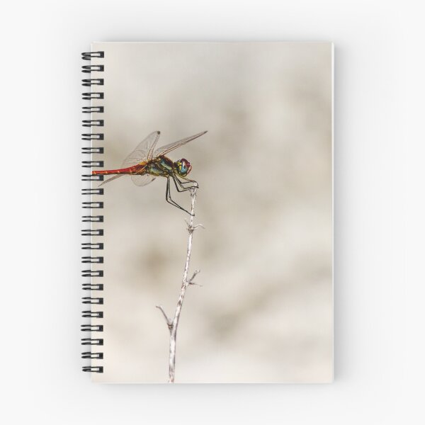 Item preview, Red Dragonfly Perched On Dry Stem Macro Closeup Over Soft Neutral Background designed and sold by Nmallia.
