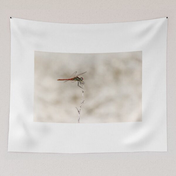 Item preview, Red Dragonfly Perched On Dry Stem Macro Closeup Over Soft Neutral Background designed and sold by Nmallia.