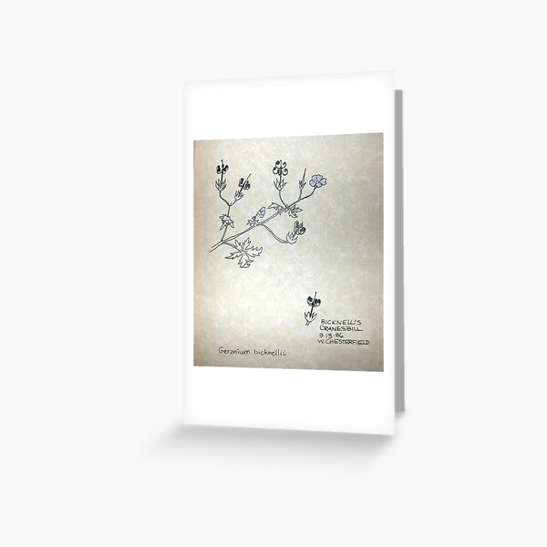 Bicknell's Cranesbill-Geranium bicknelli Greeting Card