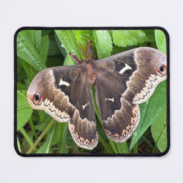 Item preview, Tulip Tree Silk Moth designed and sold by Alice Kahn.