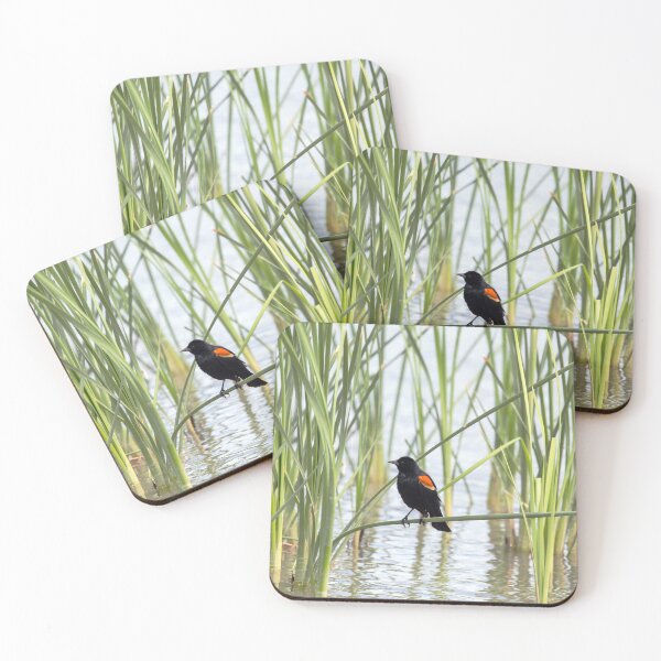 Item preview, Red-winged Blackbird in the Reeds designed and sold by CarolM.