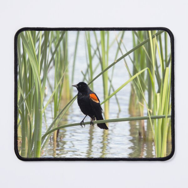 Item preview, Red-winged Blackbird in the Reeds designed and sold by CarolM.