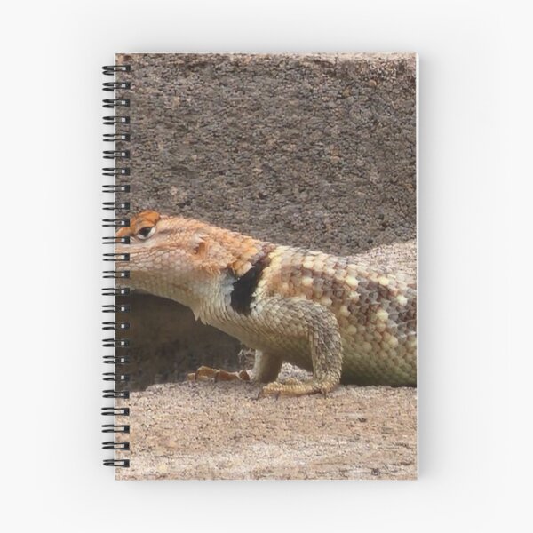 Item preview, Collared lizard designed and sold by Courtney Croxall.