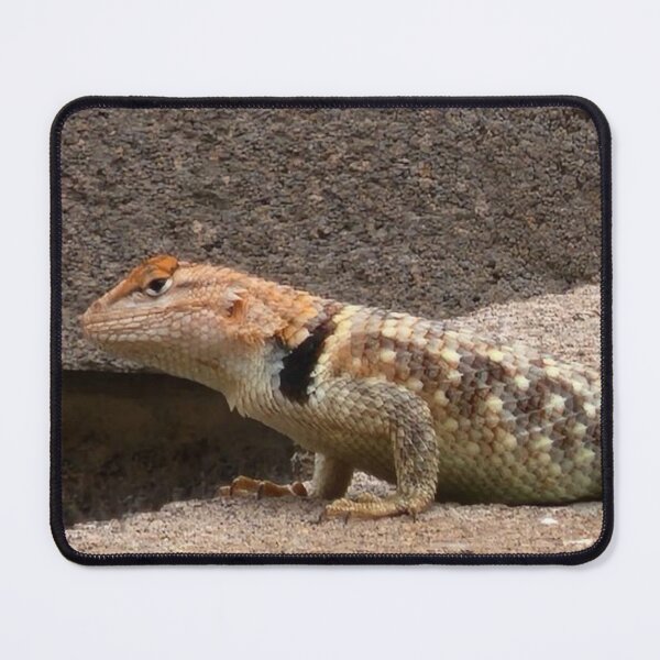 Item preview, Collared lizard designed and sold by Courtney Croxall.