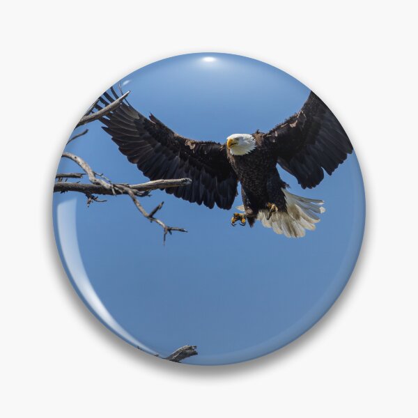 Item preview, Bald Eagle Comes Up Empty To The Nest designed and sold by PsychoAlien.com.